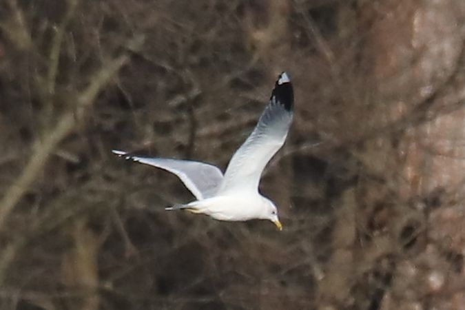 mewa białogłowa  - Henryk Piernikarczyk