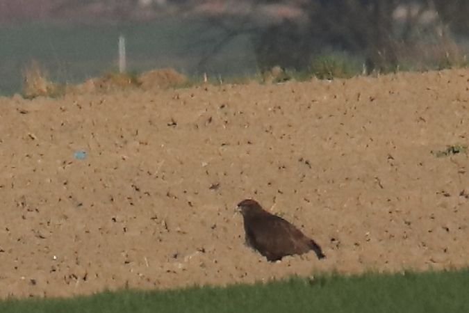 Mäusebussard  - Henryk Piernikarczyk