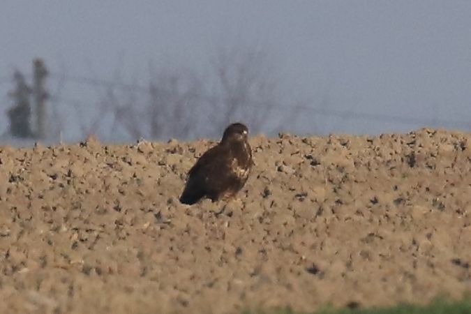myszołów  - Henryk Piernikarczyk