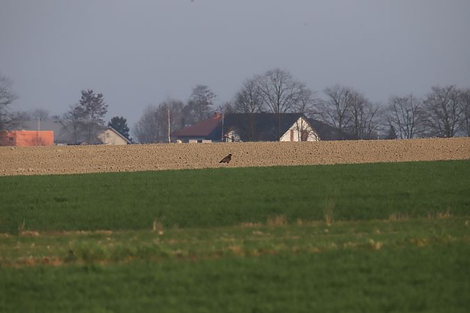 myszołów  - Henryk Piernikarczyk