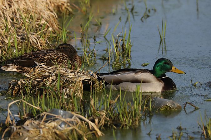 Stockente  - Henryk Piernikarczyk
