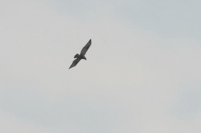 myszołów włochaty  - Tomasz Doroń