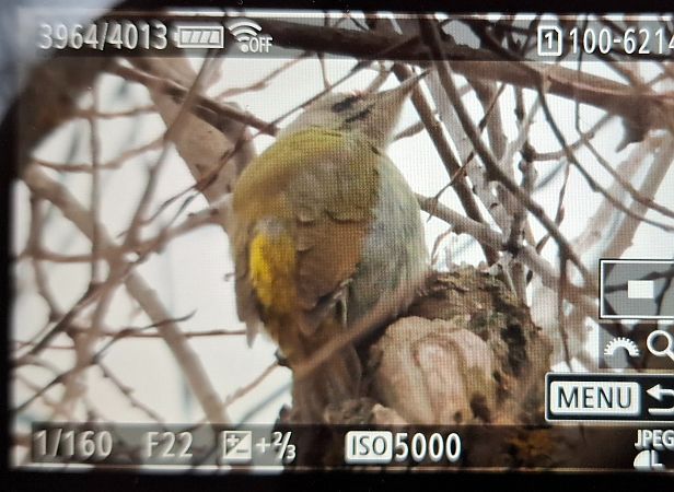 Grauspecht  - Tomasz Doroń