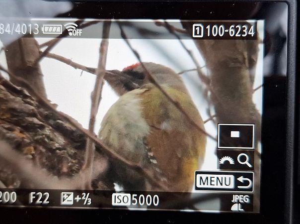Pic cendré  - Tomasz Doroń