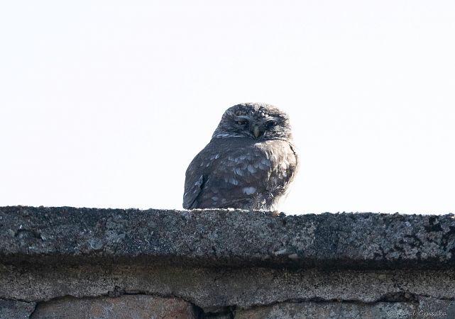 Steinkauz  - Rafał Gruszka