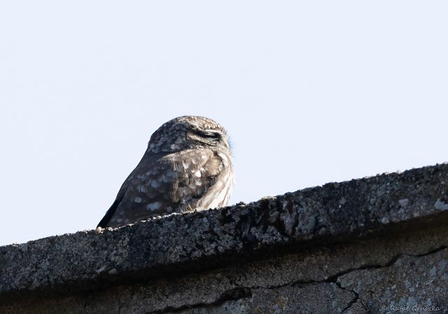 pójdźka  - Rafał Gruszka