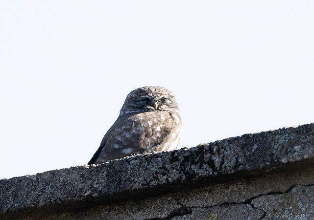 pójdźka  - Rafał Gruszka