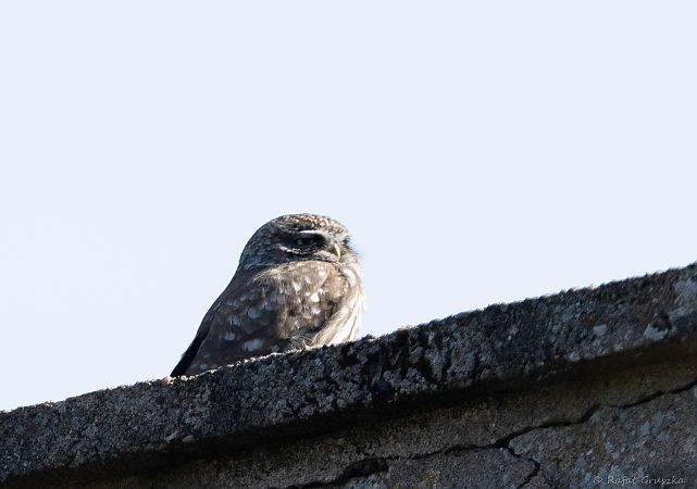 pójdźka  - Rafał Gruszka