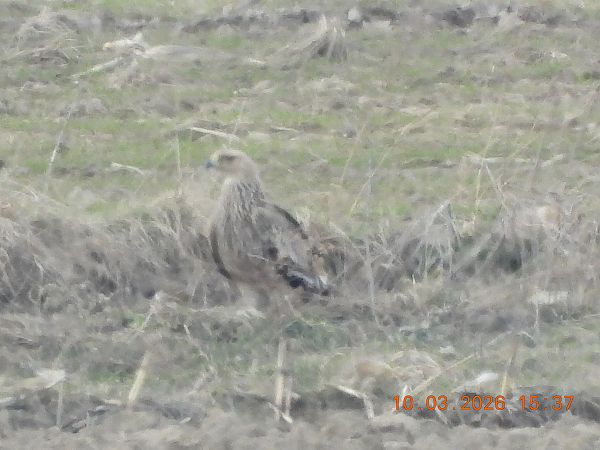 Kaiseradler  - Tadeusz Sobuś