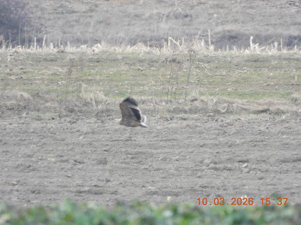 Kaiseradler  - Tadeusz Sobuś