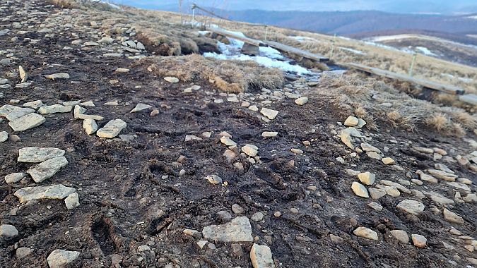 płochacz halny  - Tadeusz Sobuś