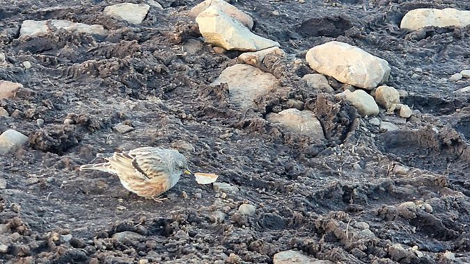 Alpenbraunelle  - Tadeusz Sobuś