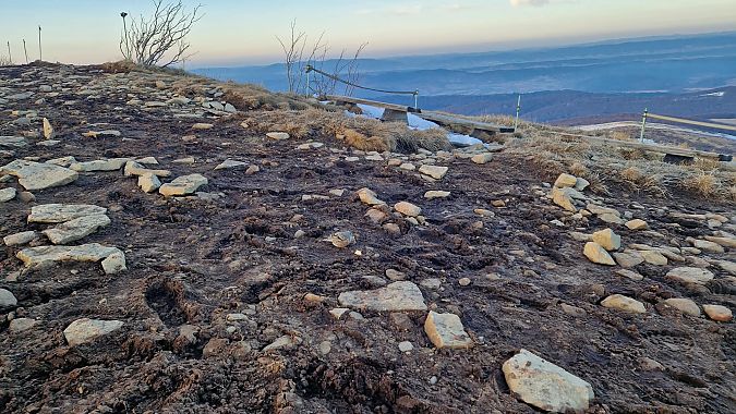 Alpenbraunelle  - Tadeusz Sobuś