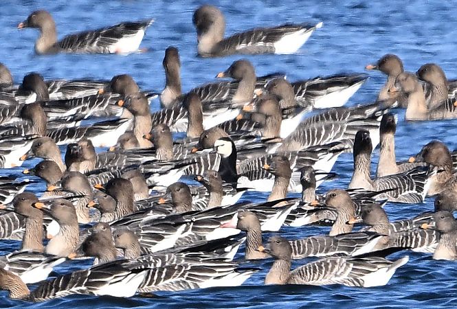 Weisswangengans  - Zbigniew Balcerzak