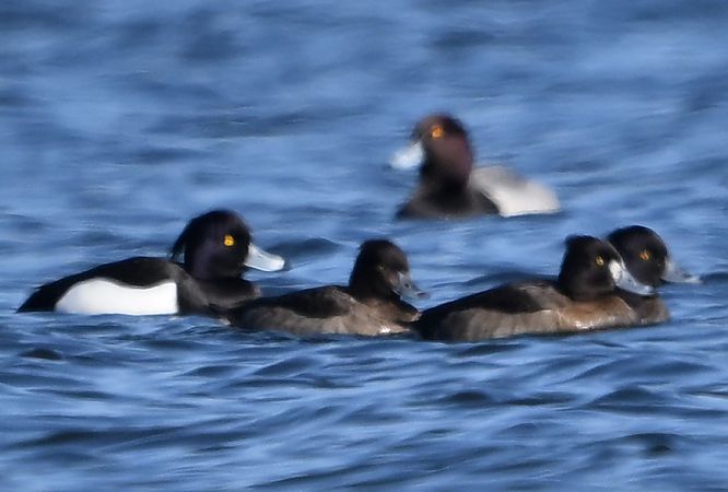 Hybrid Tafel- x Reiherente  - Zbigniew Balcerzak