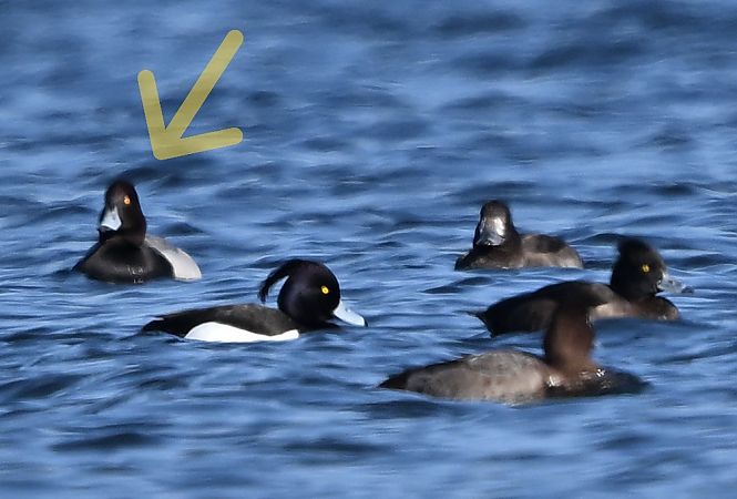 Hybride Fuligule milouin x morillon  - Zbigniew Balcerzak