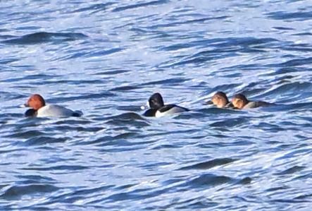 czerniczka  - Zbigniew Balcerzak