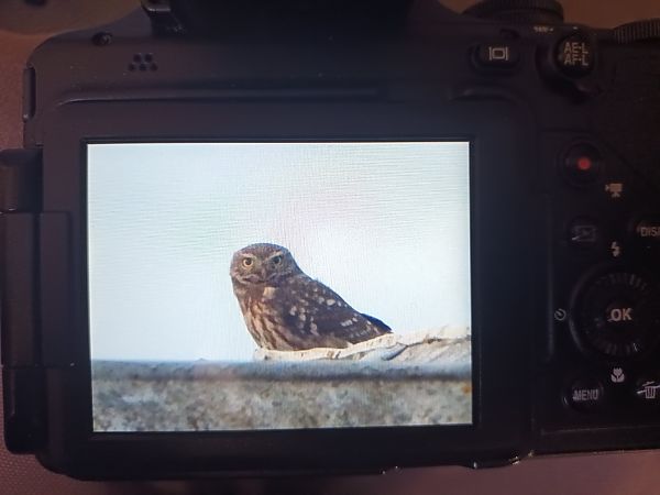 Steinkauz  - Tymon Krylik