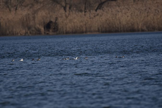 bielaczek  - Wojciech Kowalski