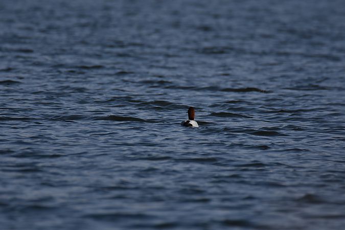 głowienka  - Wojciech Kowalski