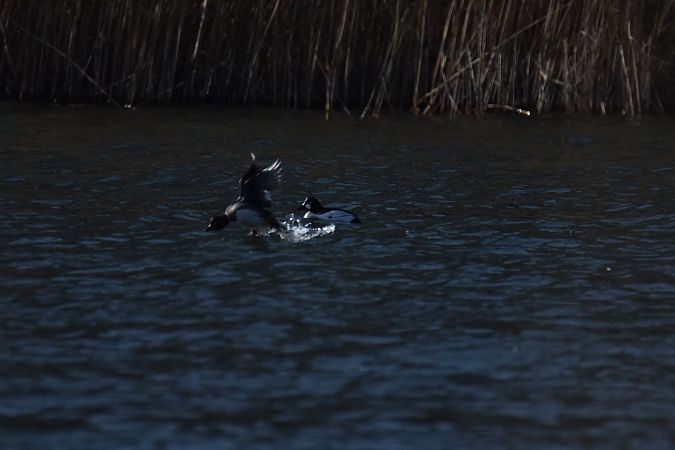 gągoł  - Wojciech Kowalski
