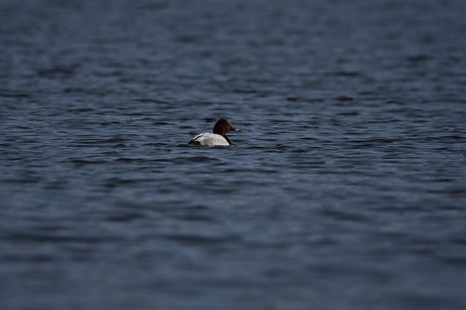 Tafelente  - Wojciech Kowalski
