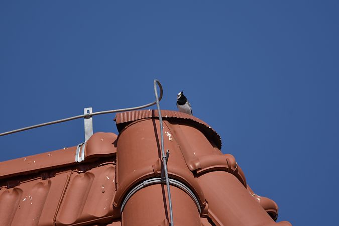 Bachstelze  - Wojciech Kowalski