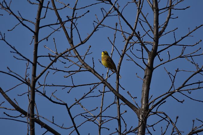 trznadel  - Wojciech Kowalski