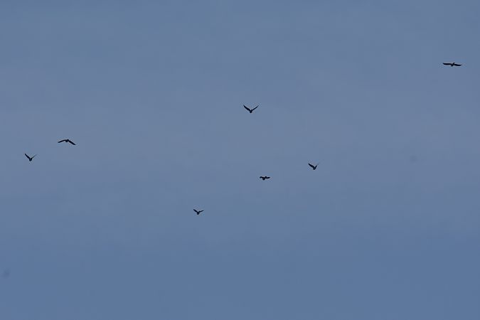 grzywacz  - Wojciech Kowalski