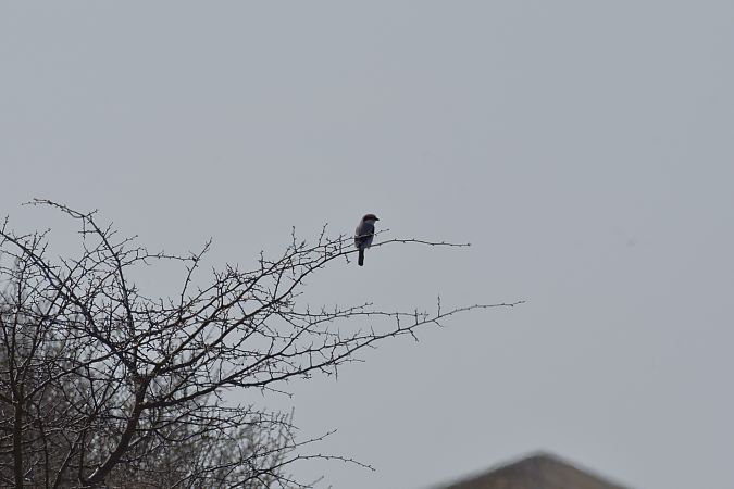 Raubwürger  - Wojciech Kowalski