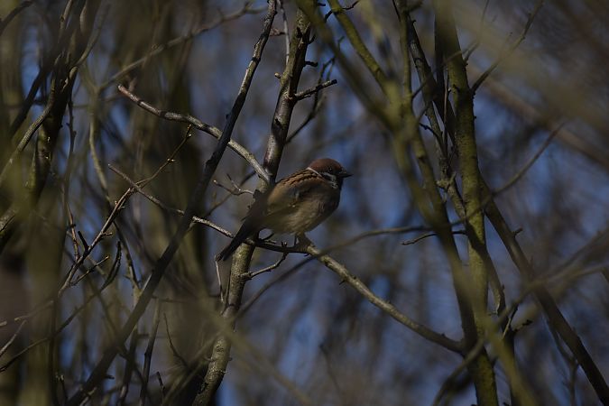 Moineau friquet  - Wojciech Kowalski