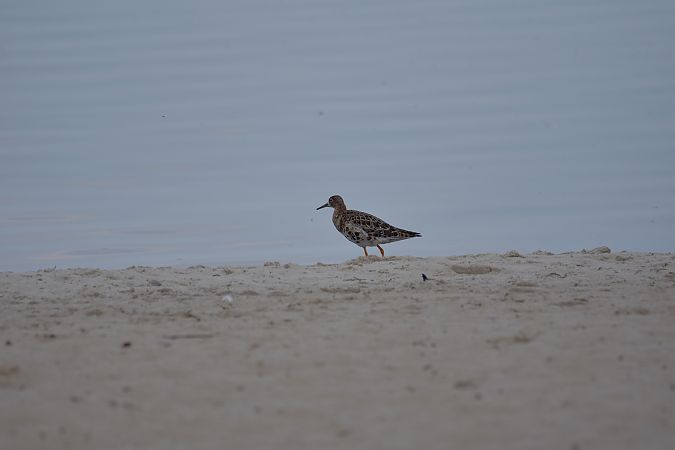 Ruff  - Wojciech Kowalski