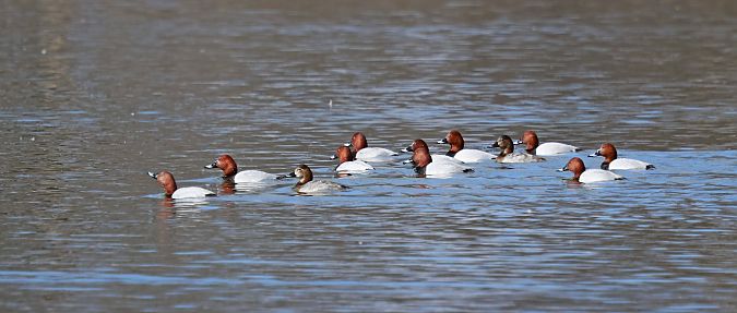 głowienka  - Damian Mikulski