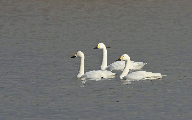 łabędź czarnodzioby  - Damian Mikulski