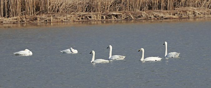 Zwergschwan  - Damian Mikulski