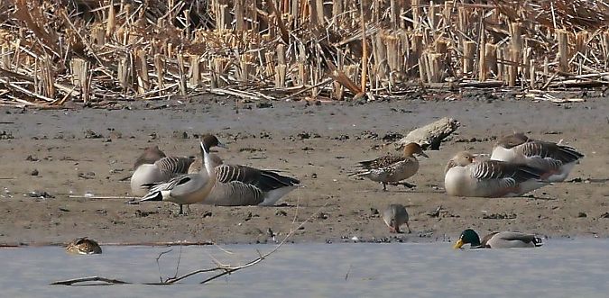 Spiessente  - Damian Mikulski