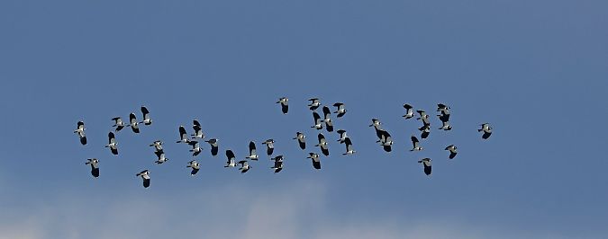 czajka  - Damian Mikulski