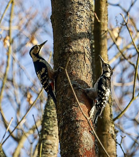 dzięcioł białogrzbiety  - Damian Mikulski