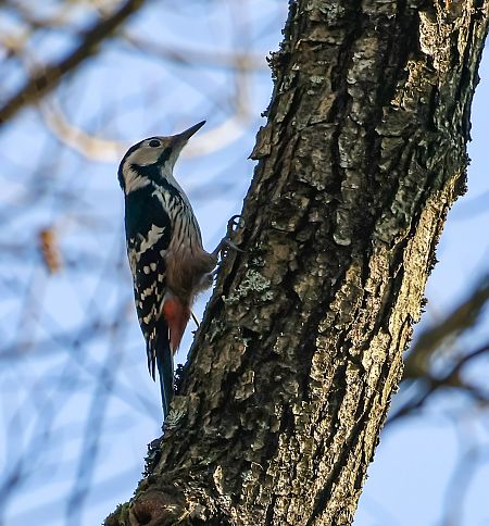 Weissrückenspecht  - Damian Mikulski