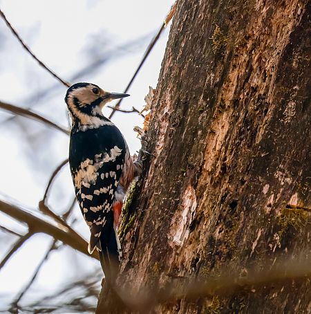 Weissrückenspecht  - Damian Mikulski