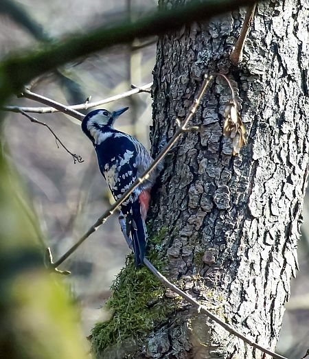 Weissrückenspecht  - Damian Mikulski