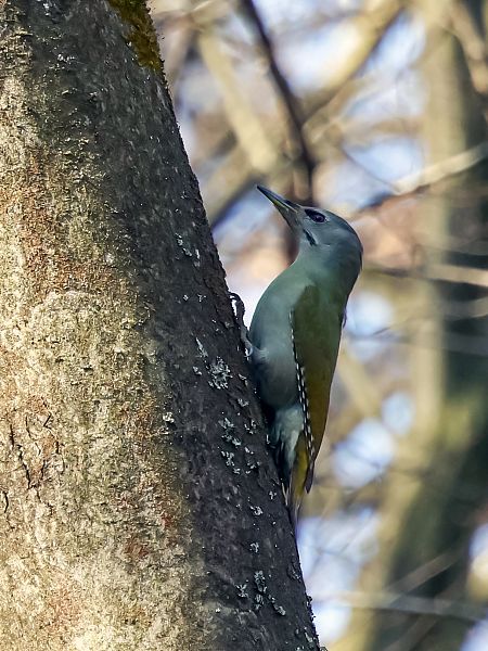 dzięcioł zielonosiwy  - Damian Mikulski