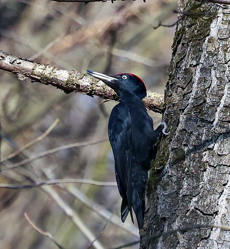 Schwarzspecht  - Damian Mikulski