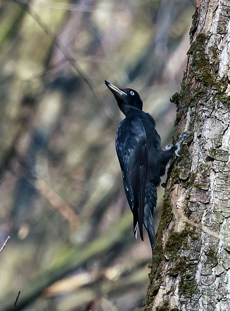 dzięcioł czarny  - Damian Mikulski