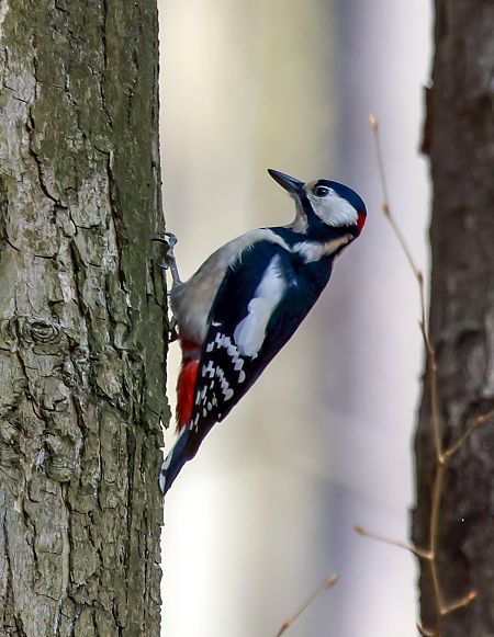 Buntspecht  - Damian Mikulski