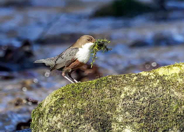 pluszcz  - Damian Mikulski