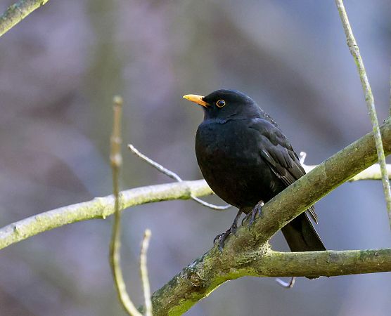 kos  - Damian Mikulski