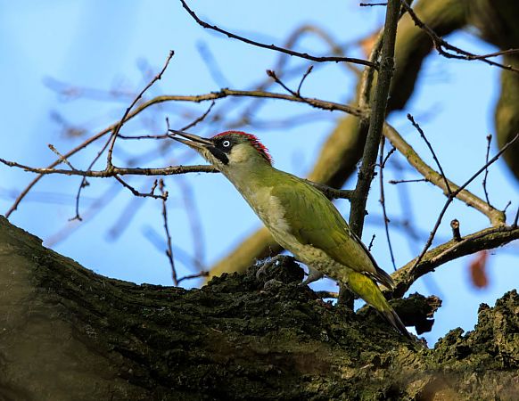 dzięcioł zielony  - Damian Mikulski