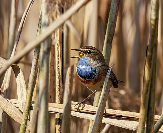 podróżniczek  - Damian Mikulski