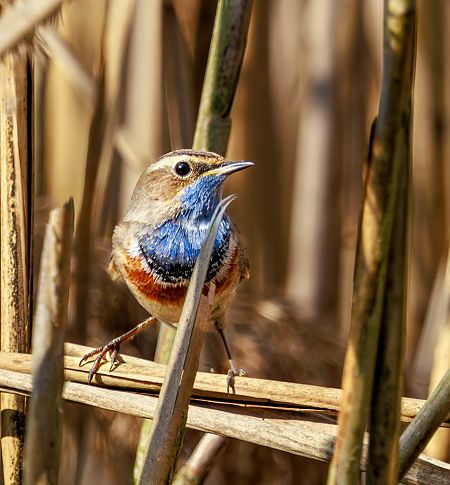 podróżniczek  - Damian Mikulski